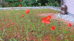 Flachdach begr&uuml;nt